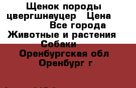 Щенок породы  цвергшнауцер › Цена ­ 30 000 - Все города Животные и растения » Собаки   . Оренбургская обл.,Оренбург г.